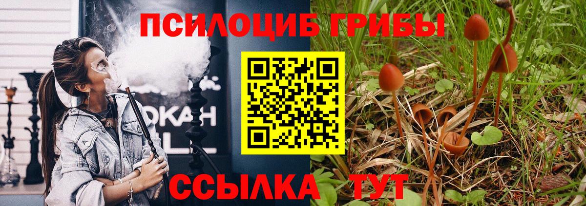Галлюциногенные грибы прущие грибы  Вход с VPN  Бор  Псилоцибиновые грибы Psilocybe 